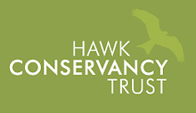 Hawk conservatory logo