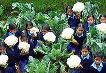 Eleven children holding giant cauliflowers grown in Thenali school garden – avg 3.5kgs Children with cauliflowers
