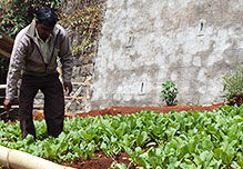 Man tending seedling cultivation