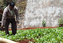 Seedlings produced from seeds gathered from crops at Kollimalai Man tending seedling cultivation