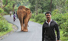 Elephant Nilgiri